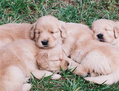 Golden Retriever Puppies